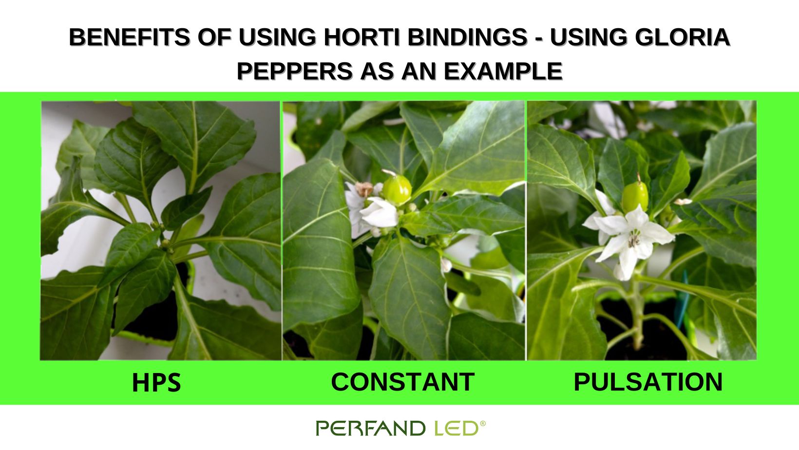 Pulsacyjny metoda doświetlania roślin